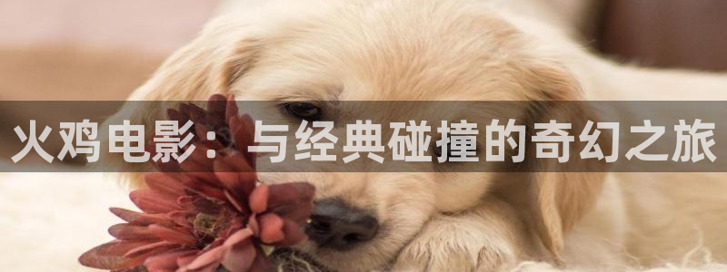 神马6080电影院：火鸡电影：与经典碰撞的奇幻之旅
