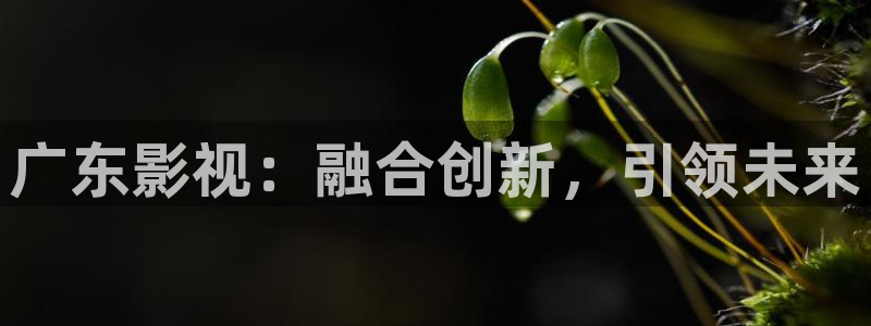 6080yy在线观看：广东影视：融合创新，引领未来